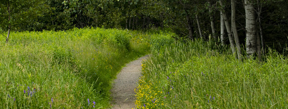 Dirt path through field and trees