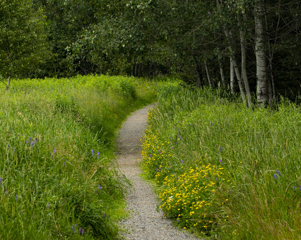 meadow_path_LR Dirt path through field and trees